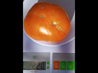 Томат Жёлто розовый жемчуг (Pearl's Yellow Pink, США)