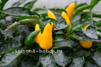 Перец острый Сальса Желтая (Salsa Yellow), 10 шт