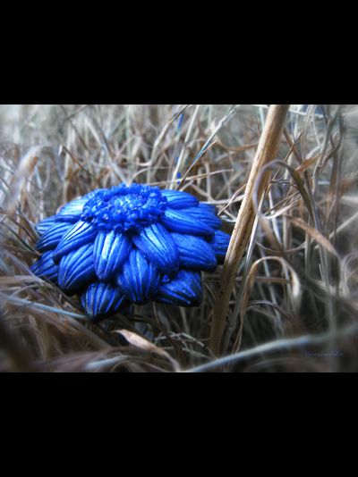 "Цветок, отражающий небо" - волшебное кольцо