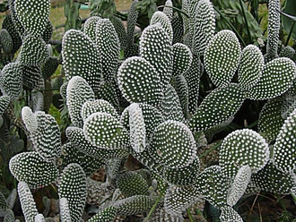 Opuntia microdasys