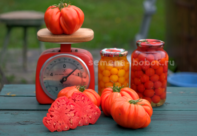 Томат Rim (Рим), 10 шт