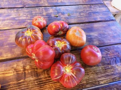 Томат Оранжево-красный Блюз (Orange red Blues)