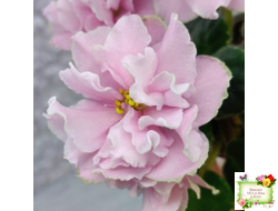 АВ-Амур и Розы (Фиалковод) 2023 г.