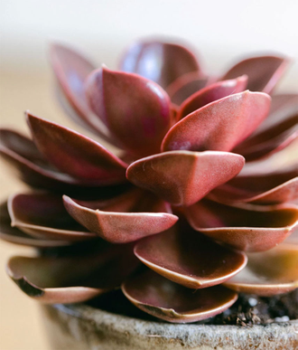 Echeveria Red Ruby -  Эчеверия Рубиново-Красная, Эхеверия Красный Рубин