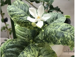 WRIGHTIA ANTIDYSENTERIСА  Variegated / Холарена Вариегатная  нестабильная вариегатность / Райтия Антидизентерика вариегатная