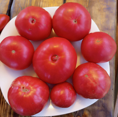 Томат Лидия Боровая