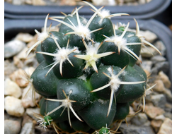 Coryphantha greenwoodii (D=30мм)