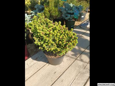 Ель Бигги - Picea abies Biggy