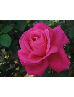 Роза Чайно-Гибридная Sansibar