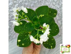 ШН-Космическая Фея (Н. Шушакова) 2019 г.