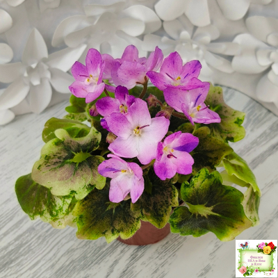 АВ-Почемучка (Фиалковод) 2020 г. (гёрл-листья с кроновой пестролистностью)