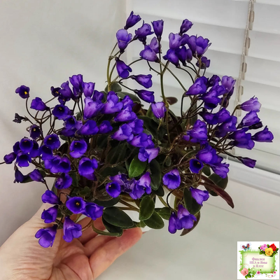 Vallarta Campanas Moradas (G.Beck) трейлер