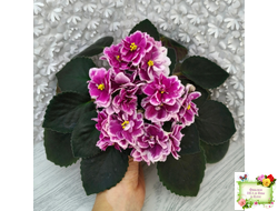 АВ-Последняя Любовь Самурая (Фиалковод) 2021 г.