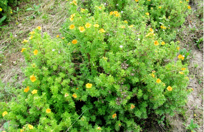 Лапчатка кустарниковая Tangerine