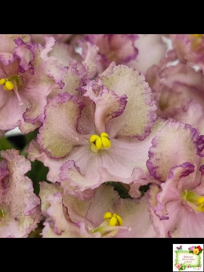 Н-Яшма (Н. Бердникова) 2015 г.