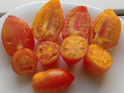 Томат Гном Затонувший персик (Dwarf Sunkissed Peach), США, Австралия