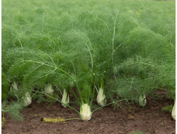 Фенхель сладкий (Foeniculum vulgare), семена (5 мл) СО2 экстракт
