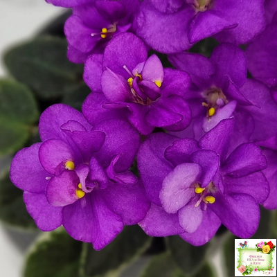 Ness' Tiny Flame (D.Ness)