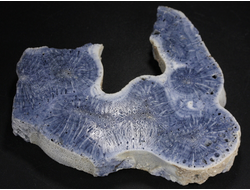 Коралл голубой Акори, Австралия (91*70*14 мм, 100 г) №37719