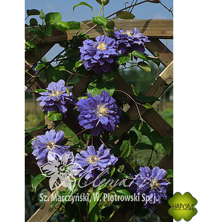 Клематис "Kiri Te Kanawa" (Кири Те Канава) (2 группа обрезки)