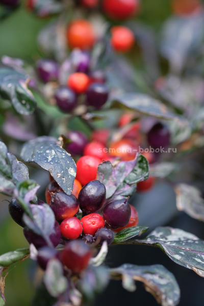 Перец острый Indonesian x Purple Flash, 10 шт