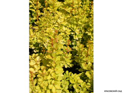 Барбарис Тунберга Maria - фото листвы - красовский-сад.рф