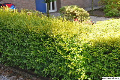 Бирючина Ауреа - Aurea