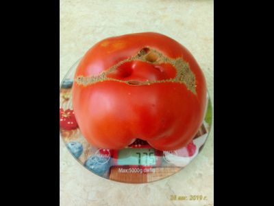 Томат Клара (Klara, Испания)