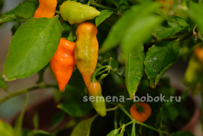 Перец сладкий Habanero Habanada  (Хабанеро Хабанада), 10 шт