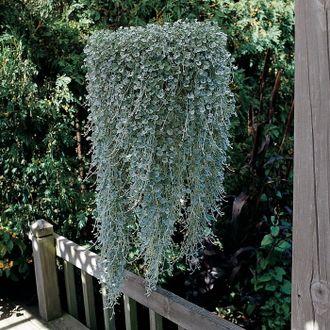 Dichondra Argentea Silver Falls