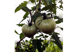 сорт Вишневый от Зузи