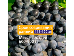 Кишмиш Аттика
