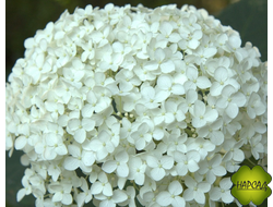 ГОРТЕНЗИЯ ДРЕВОВИДНАЯ "АНАБЕЛЬ"