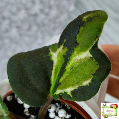 СФ-Томная Жозефина (С. Фатеева) листовая химера