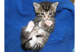 Зелюг П А "Закрылся"