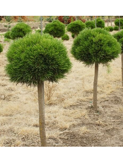 Сосна черная Otto's Compact