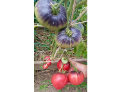 Томат KAS-21, Польша