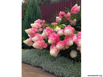 Гортензия древовидная Ванила Фрайс