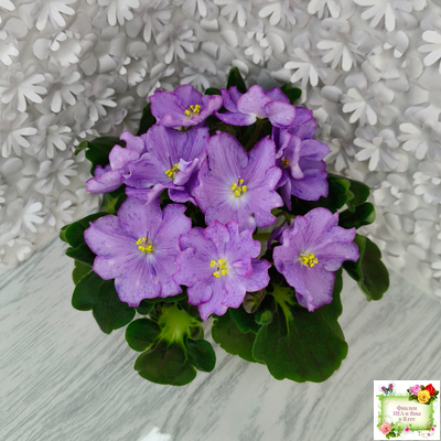 АВ-Девочка с Севера (Фиалковод) 2021 г.