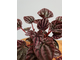 Peperomia caperata Schumi red