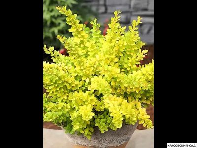 Барбарис Тунберга Sensation - фото в горшке - красовский-сад.рф