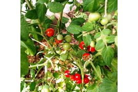 сорт Пуговка, высота в теплице 60 см