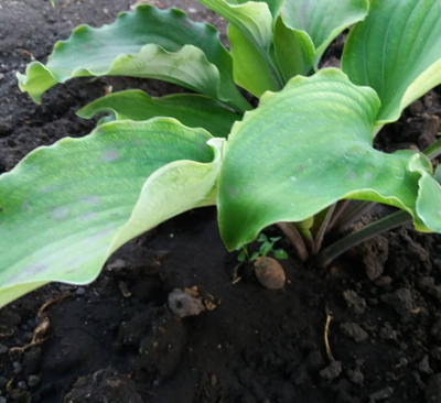 Хоста Marilyn Monroe