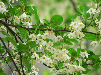 Бензоин (Styrax Benzoin) (1 г), 75% резиноид в органическом спирте