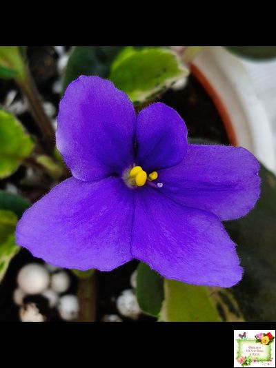 СФ-Томная Жозефина (С. Фатеева) листовая химера