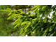 Гидролат Ели (Picea abies) 100 мл