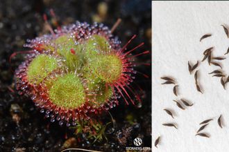 DROSERA SESSILIFOLIA - САМАЯ БЫСТРАЯ РОСЯНКА В МИРЕ