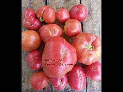 Томат Rose Hippo (Розовый бегемот)