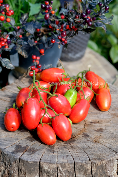 Томат Пальчики Мальвины, 10 шт