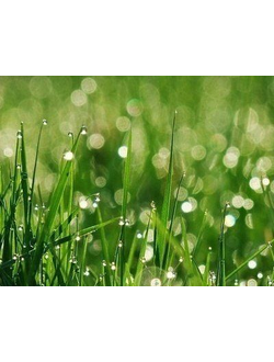 Clear Green grass base (PFW) / Зеленая трава база